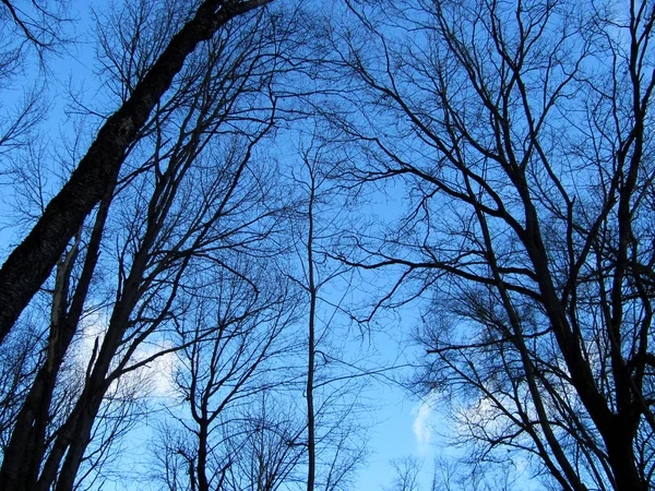 Galhos de árvore preta no fundo do céu — Fotografia de Stock