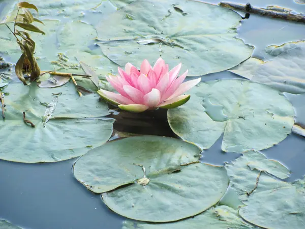 Фото розовой водяной лилии, окруженной листьями и водой — стоковое фото