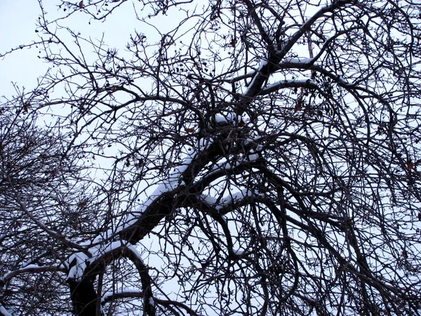 Ramas de árbol negro con nieve en el fondo del cielo — Foto de Stock