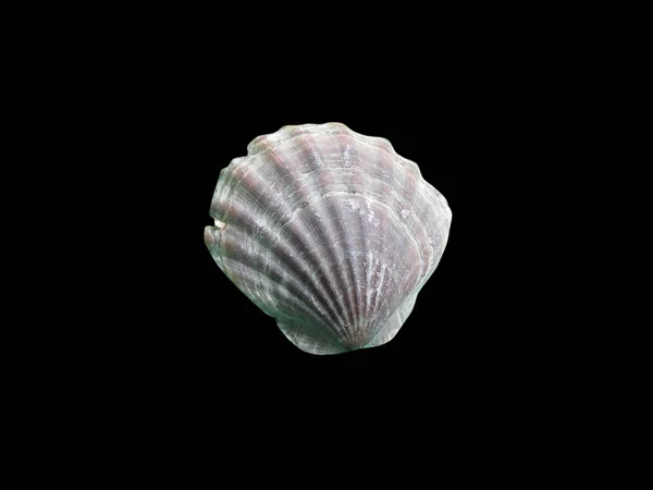 Blanka makro enda seashell, isolerade på svart — Stockfoto