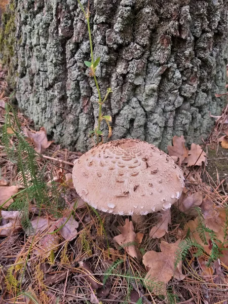 Parasol mushroom, macrolepiota procera, in the forest, the low DOF — стоковое фото