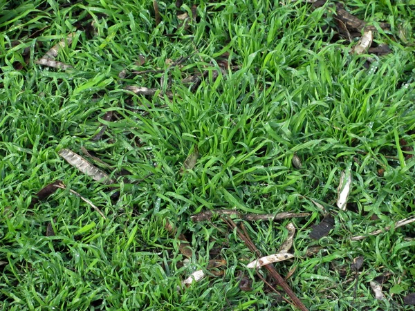 Hierba verde con muchas pequeñas gotas de agua de fondo — Foto de Stock