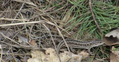 Ormanda kahverengi kertenkele