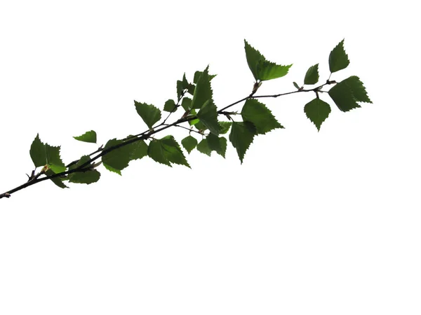 Tree branch with leaves, isolated on white — Stock Photo, Image