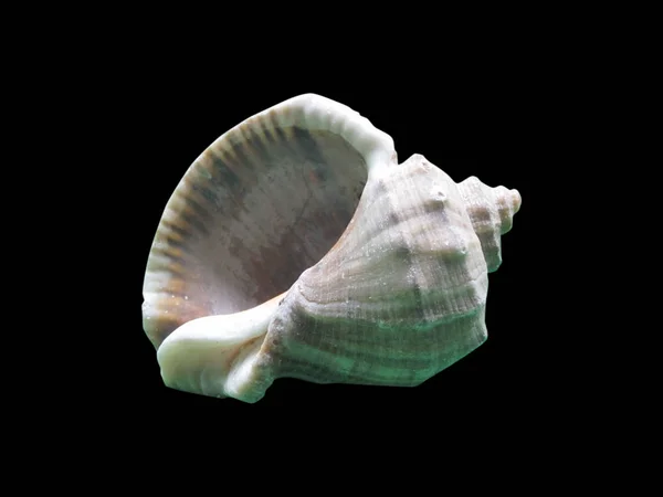 Blanka makro enda seashell, isolerade på svart — Stockfoto