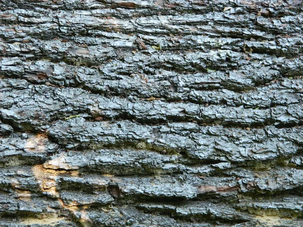 Makroaufnahme der Baumrinde — Stockfoto