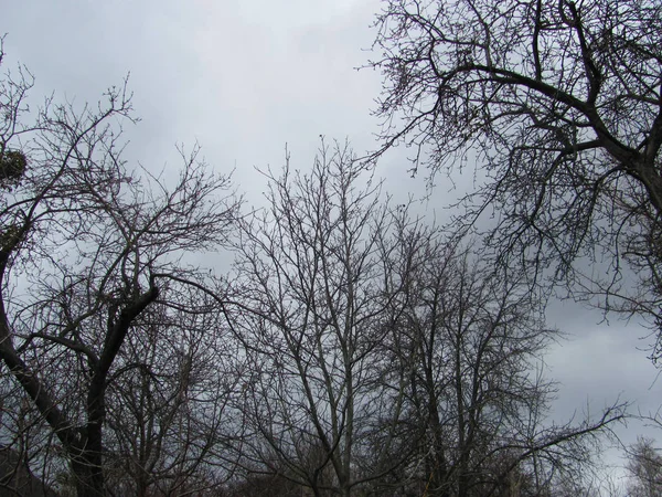 Ramas de árboles desnudos sobre un fondo de nubes grises — Foto de Stock