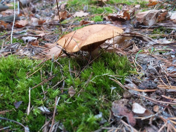 Cogumelo na floresta, raso DOF — Fotografia de Stock