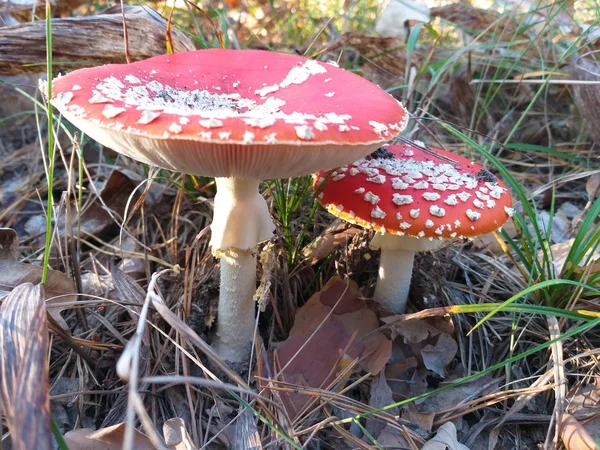 숲 속에 붉은 모자를 쓰고, 푸른 풀 과얕은 잎을 가진, 야성적 이고 독성 이 있는 균류 — 스톡 사진