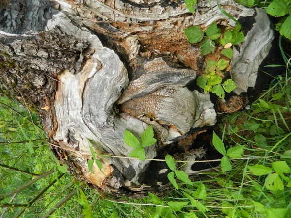 Log queimado velho coberto com grama nova — Fotografia de Stock
