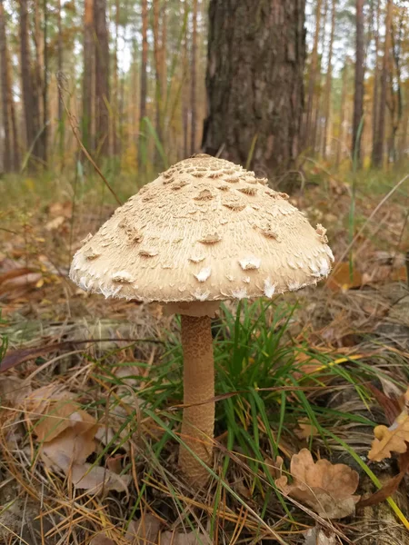 Parasol mushroom, macrolepiota procera, in the forest, shallow DOF — Stock Photo, Image