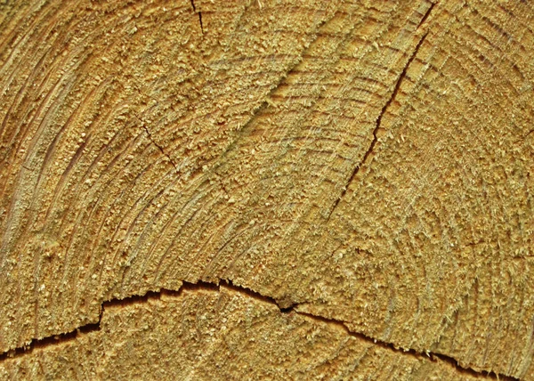 Makro pęknięte drewno kikut tekstury zdjęcie — Zdjęcie stockowe
