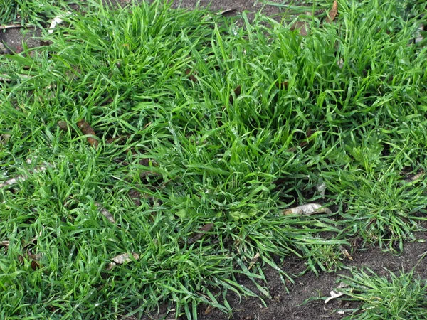 Hierba verde con muchas pequeñas gotas de agua de fondo — Foto de Stock