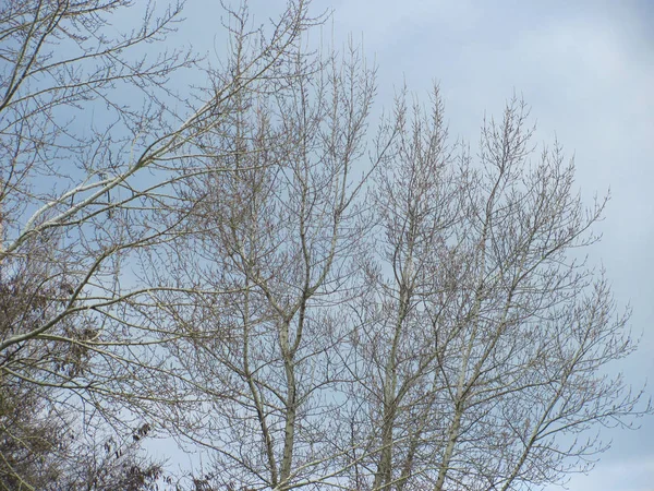 Ramas desnudas de árboles y cielo azul — Foto de Stock