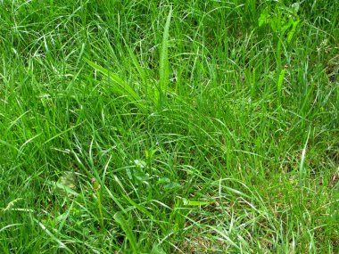 Yeşil Çimen Arkaplanı