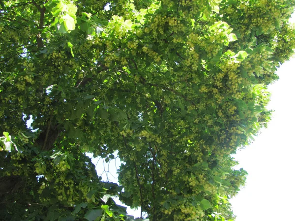 Blühende Linden im Sonnenlicht — Stockfoto