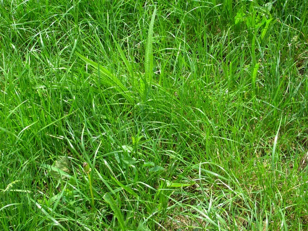 Green grass background — Stock Photo, Image