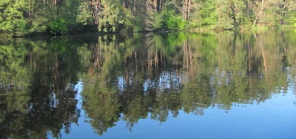 Лесное озеро с чистой водой, отражающие деревья — стоковое фото