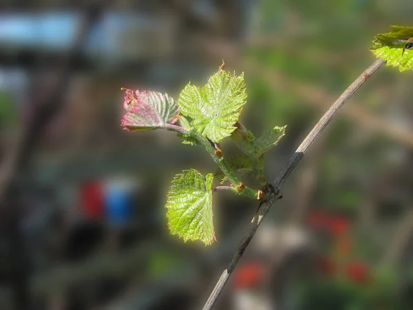 Jonge druivenbladeren op een tak, selectieve focus, ondiepe DOF — Stockfoto