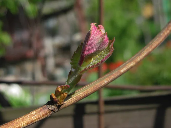 Молодые листья винограда на ветке, избирательный фокус, мелкий dof — стоковое фото