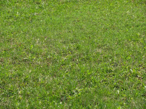 Green grass background — Stock Photo, Image