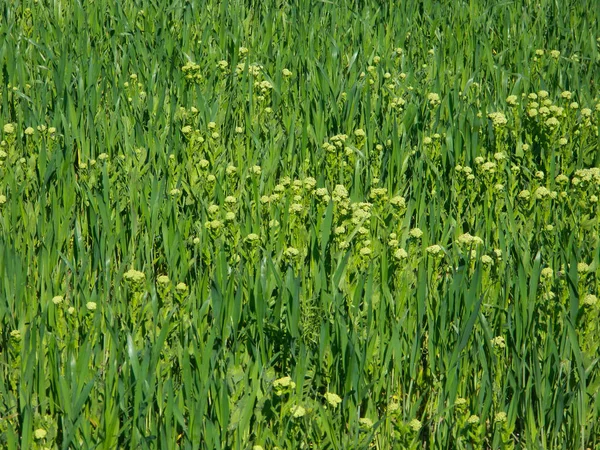 Green grass background — Stock Photo, Image