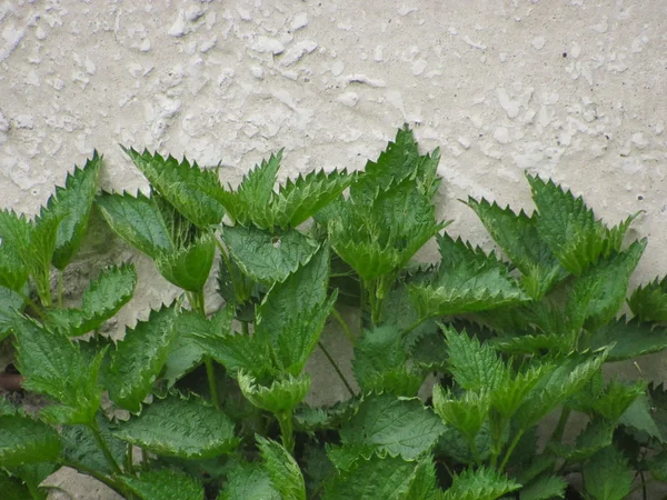 Ortiga verde brillante hojas de fondo — Foto de Stock