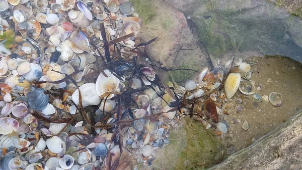 Undervattens kaotiskt hav skal bakgrund med en bit sten — Stockfoto