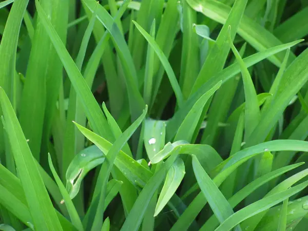 Green grass background — Stock Photo, Image