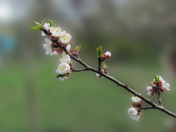 Printemps floraison branche d'arbre, peu profonde dof — Photo