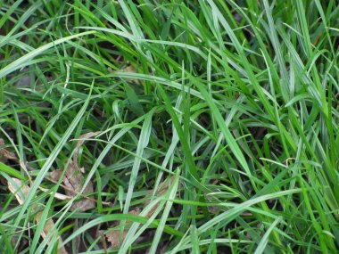 Yeşil Çimen Arkaplanı