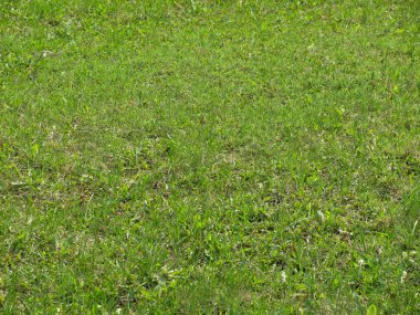 Yeşil Çimen Arkaplanı