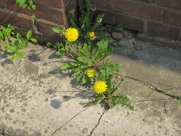 Pissenlits à fleurs jaunes dans la fissure du béton — Photo
