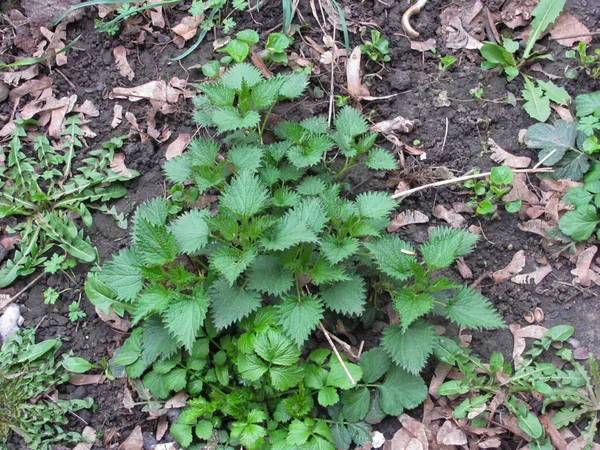 Ortiga de primavera verde en suelo gris húmedo — Foto de Stock