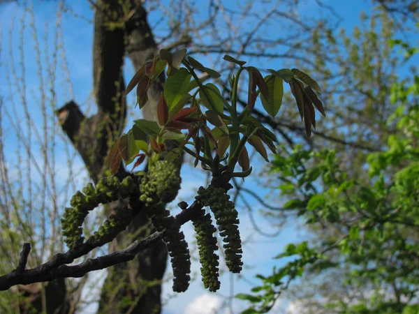 Jonge walnoot bladeren op een tak, selectieve focus, ondiepe dof — Stockfoto