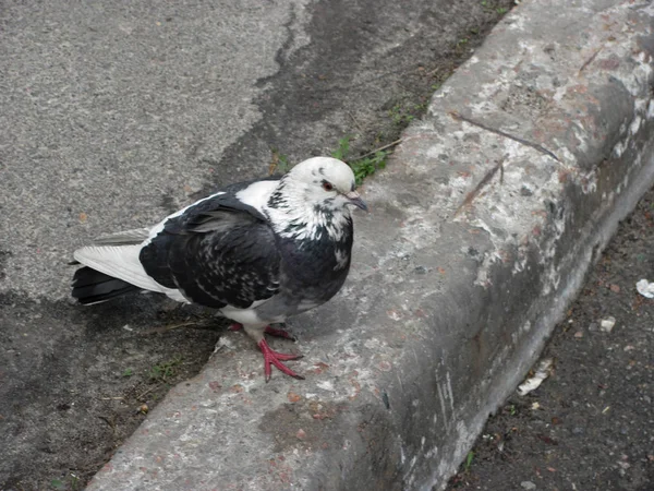 길 위를 걷고 있는 비둘기 — 스톡 사진