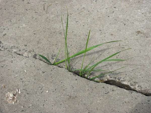 Gras groeien in een scheur in asfalt — Stockfoto