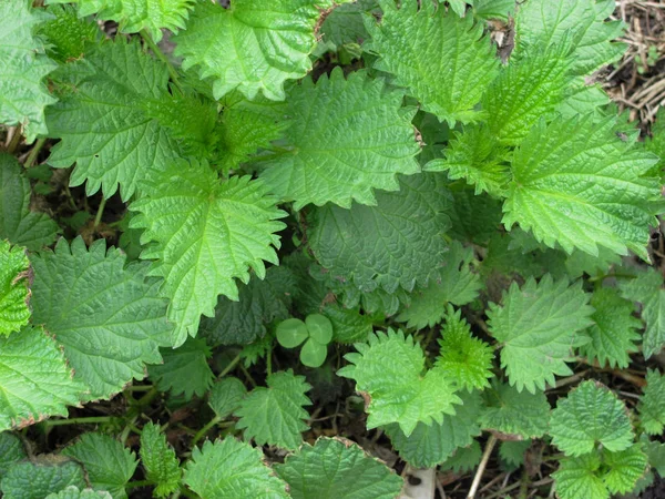 Bright green nettle leaves background — Stock Photo, Image