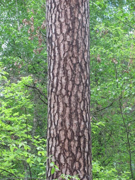 Tronco de pino en bosque verde —  Fotos de Stock