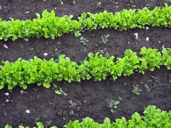 Grüner Salat wächst in Reihen — Stockfoto