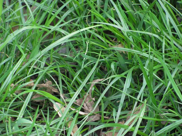 Green grass background — Stock Photo, Image