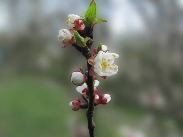 Printemps floraison branche d'arbre, peu profonde dof — Photo