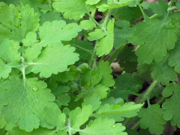 Jasně zelená celandine listy pozadí — Stock fotografie