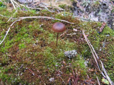 yeşil ve kırmızı yosun arka plan üzerinde küçük kahverengi mantar