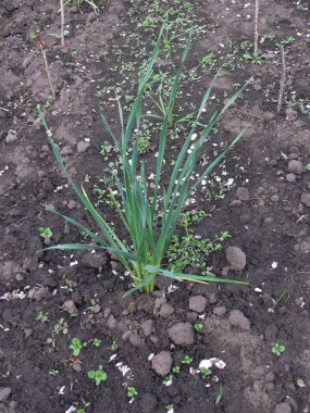 garlic grows on bare ground