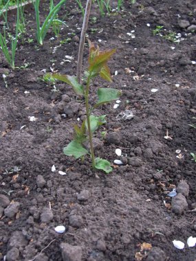 Genç erik ağacı çıplak zeminde yetişir.