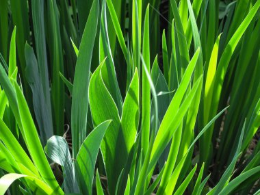 Yeşil Çimen Arkaplanı