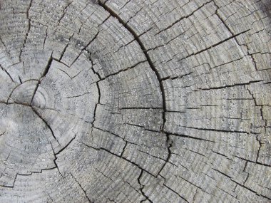 eski yıpranmış gri ahşap doku