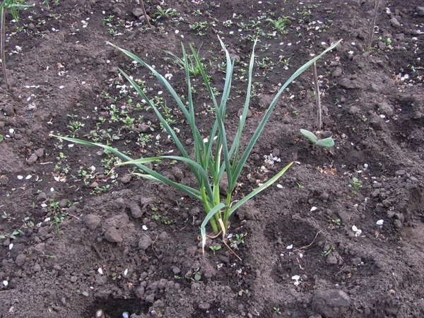 Garlic grows on bare ground — Stok fotoğraf