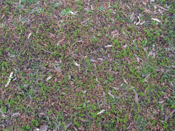 Green grass background with old dry leaves — Stock Photo, Image